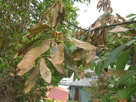 avocado leaves turning brown